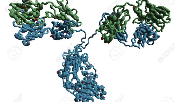22802664-Monoclonal-antibody-Immunoglobulin-G-IgG2a-mAb-molecule--Stock-Photo